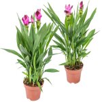 Lot de 2 - curcuma siam - tulipe de siam - plante d?intrieur - 40 - 50 cm de haut - pot 14 cm