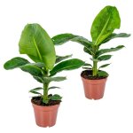 Lot de 2 - musa dwarf cavendish - bananier d?int�rieur - h. 60 - 70 cm - p. 17 cm