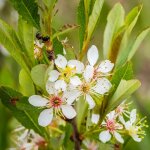 Lot de 3 acca sellowiana (goyavier du br�sil) - plants en pot 9 cm arbuste persistant fruitier