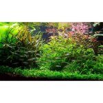 Lot aquarium de 30 plantes en 6 varits  racines et tiges + 2 clado gratuite