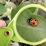 Loupe enfant - esschert design - loupe en plastique et verre - adaptée aux enfants - grossissement 6x ... Loupe enfant - esschert design - loupe en plastique et verre - adaptée aux enfants - grossissement 6x ...