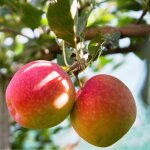Malus domestica reine des reinettes - pommier 120 cm en pot