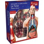 Mgm - explora - anatomie torse humain - expérience anatomie Mgm - explora - anatomie torse humain - expérience anatomie