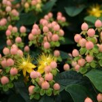 Millepertuis magical� beauty kolmbeau hypericum