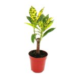 Mini - plante - croton - codiaeum - arbuste merveilleux - idal pour les petits bols et verres - petite ...