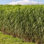 Miscanthus g�ant - miscanthus giganteus 100 cm godet 9cm