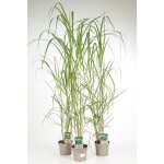 Miscanthus g�ant - miscanthus giganteus 100 cm pot 3l