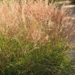 Miscanthus roseau de chine adagio