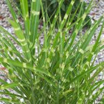 Miscanthus roseau de chine zebrinus Miscanthus roseau de chine zebrinus