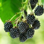M�rier black satin - rubus fruticosus black satin 50 / 60cm