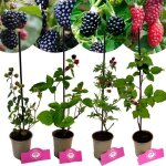 M�rier - schramas - rubus fruticosus mix - pot 9 cm - 4 vari�t�s - sans �pines rustique - 28�c