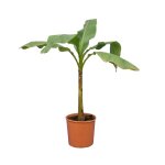 Musa basjoo - bananier du japon - rustique - plante balcon - h. 100 - 110 cm - p. 26 cm