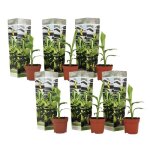 Musa basjoo - set de 6 - plante bananier - jardin - pot 9cm - hauteur 25 - 40cm