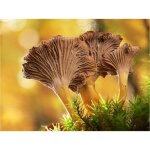 Kit de culture de champignons - mycélium de girolle grise - tube stérilisé 15 ml - marron - vendu à lunité ... Kit de culture de champignons - mycélium de girolle grise - tube stérilisé 15 ml - marron - vendu à lunité ...