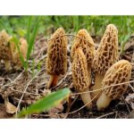 Myclium de morille blonde kit de culture champignons mushrooms (tube15ml)