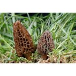 Myclium de morille conique kit de culture champignons mushrooms (tube 15ml)