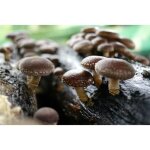 Myc�lium de shiitak� - kit de culture champignons (tube 50ml)