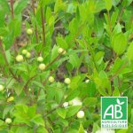 Myrte commun - sans traitement