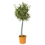 Olivier sur tronc - arbre - rustique - olea europaea - d19 cm - h80 - 90 cm - bloomique