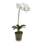 Orchid�e phalae diva blanche h64 cm - lou de castellane