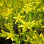 Orpin �cre poivre des murailles sedum