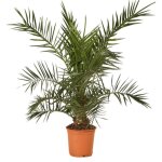 Palmier des canaries phoenix canariensis 100 / 120cm pot 5l