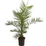 Palmier des canaries ? phoenix canariensis 80 / 100cm pot 3l