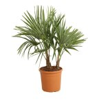 Palmier chanvre ? trachycarpus fortunei 2 troncs 120 / 130cm pot 28cm