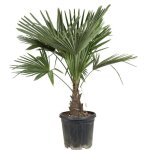 Palmier chanvre ? trachycarpus fortunei 30 / 40cm
