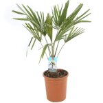 Palmier chanvre ? trachycarpus fortunei 50 / 60 cm pot 20cm