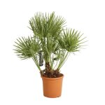 Palmier nain ? chamaerops humilis 120 / 130cm pot 15l