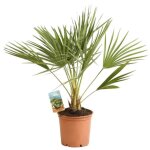 Palmier nain ? chamaerops humilis 60 / 70 cm pot 3l