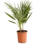 Palmier nain ? chamaerops humilis 90 / 110cm pot 5l