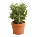 Palmier nain siciliana ? chamaerops humilis siciliana 40 cm pot 22cm