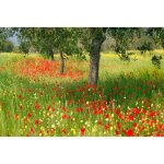 Papier peint photo intiss� - (184010) - champ de fleurs de printemps - 350x260cm - 7 l�s - mural poster ...