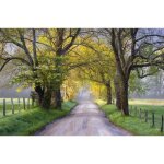 Papier peint photo intiss� - (185144) - route de campagne vers la for�t - 350x260cm - 7l�s - mural poster ...