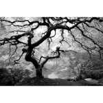 Papier peint photo intiss� - (201478) - grand arbre - 300x223 cm - 6 l�s - mural poster g�ant xxl - noir ...