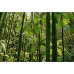 Papier peint photo intiss� - (205171) - for�t tropicale - 300x223cm - 6 l�s - mural poster g�ant xxl ...