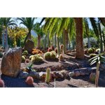 Papier peint photo intissé - (205177) - jardin cacti - 300x223cm - 6 lés - mural poster géant xxl - forêt ... Papier peint photo intissé - (205177) - jardin cacti - 300x223cm - 6 lés - mural poster géant xxl - forêt ...
