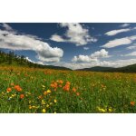 Papier peint photo intiss� - (205247) - champ de fleurs - 300x223cm - 6 l�s - mural poster g�ant xxl ...