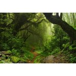 Papier peint photo intissé - (205248) - promenade jungle - 300x223cm - 6 lés - mural poster géant xxl ... Papier peint photo intissé - (205248) - promenade jungle - 300x223cm - 6 lés - mural poster géant xxl ...