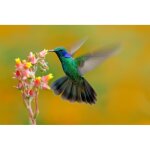 Papier peint photo intiss� - (21703)colibris - 400x260cm - 8 l�s - animaux - beach mer oc�an nature jungle ...