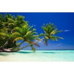 Papier peint photo intissé - (225052) - plage de palmiers - 500x280 cm - 10 lés - mural poster géant ... Papier peint photo intissé - (225052) - plage de palmiers - 500x280 cm - 10 lés - mural poster géant ...