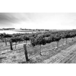 Papier peint photo intiss� - champs de vin - 300x223 cm - 6 l�s - noir blanc - paysage nature jungle ...