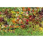 Papier peint photo intiss� - lit de fleurs - (215173) - 400x260cm - 8 l�s - mural poster g�ant xxl - ...
