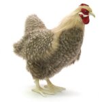 Peluche - hansa - poule beige - 40 cm - plush - int�rieur