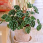 Ppromia lilian plante en pot 15 - 25 cm petite plante verte dintrieur