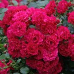 Petit rosier arbustif gartnerfreude / toscana p�tale rouge en pot 3l
