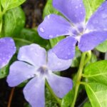Petite pervenche bowles variety vinca minor arbuste persistant et robuste pot de 9cm