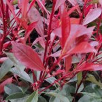 Photinia carr� rouge - photinia fraseri carr� rouge en pot 27cm 60 / 80cm